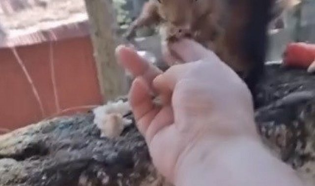 Osmaniye'de vatandaşın eliyle beslediği sincap ilgi odağı oldu