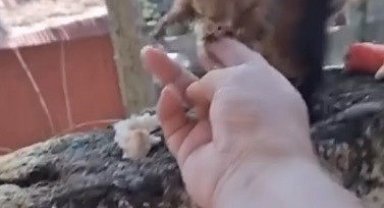 Osmaniye'de vatandaşın eliyle beslediği sincap ilgi odağı oldu
