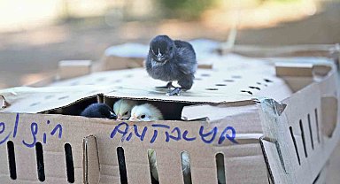 Otobüsle Bursa'dan Antalya'ya karton koliler ile 700 civciv gönderdiler