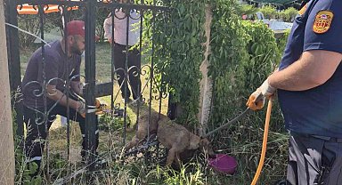 Parmaklıklara sıkışan köpek kurtarıldı