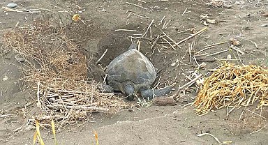 Popülasyonu artıyor: Caretta carettaların yuvalaması geç başladı, yoğun sürüyor