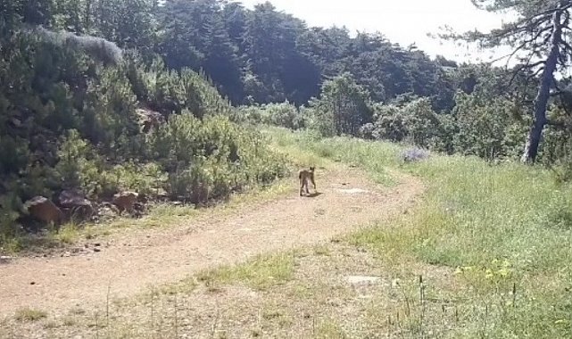 "Ormanın hayaleti" vaşak Çankırı'da görüntülendi
