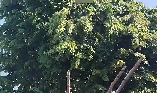 Rize'de ıhlamur toplarken elektrik akımına kapılan vatandaş hayatını kaybetti