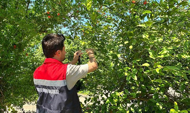 Rize'de kokarca zararlısına karşı doğaya "Samuray Arısı" salındı