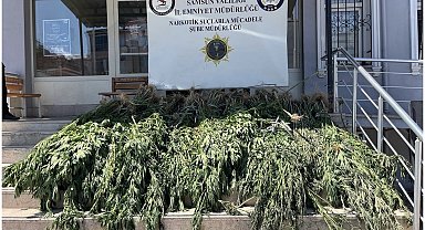 Samsun'da uyuşturucu operasyonu: Hasat edilmeye hazır 782 kök kenevir ele geçirildi