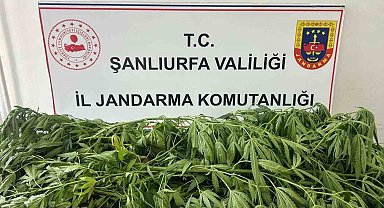 Şanlıurfa'da 35 kök kenevir ele geçirildi: 1 gözaltı