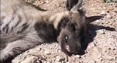 Şanlıurfa'da nesli tehdit altındaki çizgili sırtlan ölü bulundu