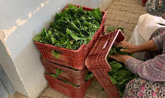 Sarıgöl'de yaprak fiyatları 35-40 TL'ye geriledi