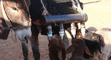 Semere yerleştirdiği biberonlarla sürü psikolojisini yönetiyor