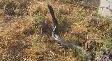 Sıcak hava devasa yılanları ortaya çıkardı