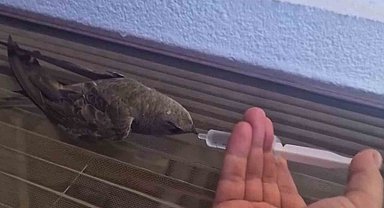 Sıcaktan bitkin düşen ebabil kuşu, su ile yeniden hayata tutundu