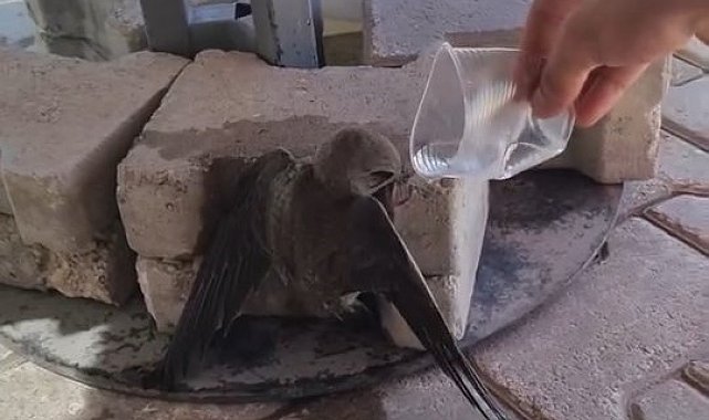 Sıcaktan bitkin düşen ebabil, su ile yeniden hayata tutundu