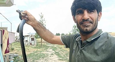 Siirt'te evine giren yılanı eliyle yakaladı