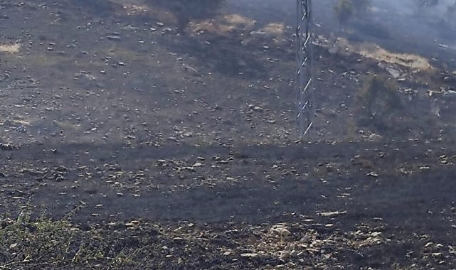 Siirt'te mera yangını: 50 dönümlük alan kül oldu