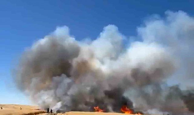 Siirt'te yüzlerce dönüm buğday arazisi yangında kül oldu