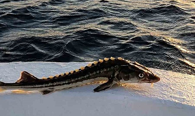 Sinoplu balıkçı, ağına takılan nesli tehlike altındaki balığı denize geri bıraktı