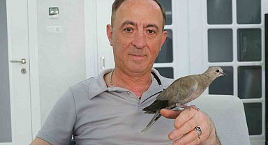 Şırıngayla beslediği yaralı kumru en yakın dostu oldu