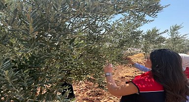 Şırnak'ta zeytin bahçelerinde hasar tespit çalışmaları başlatıldı
