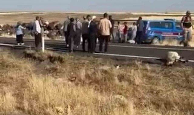Siverek'te işçi minibüsü koyun sürüsüne daldı: 25 koyun telef oldu