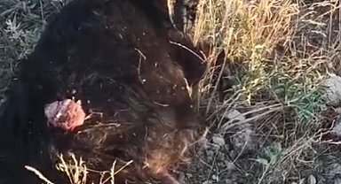 Sokak köpekleri sürüden ayrılan keçiye saldırdı