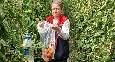 Söke'de domateslerde hasat öncesi pestisit denetimi