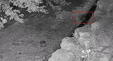 Su içmeye inen yavru ayı güvenlik kamerasına yakalandı