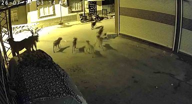 Sürü halindeki köpeklerden korkan kedi, pencere demirine tırmandı