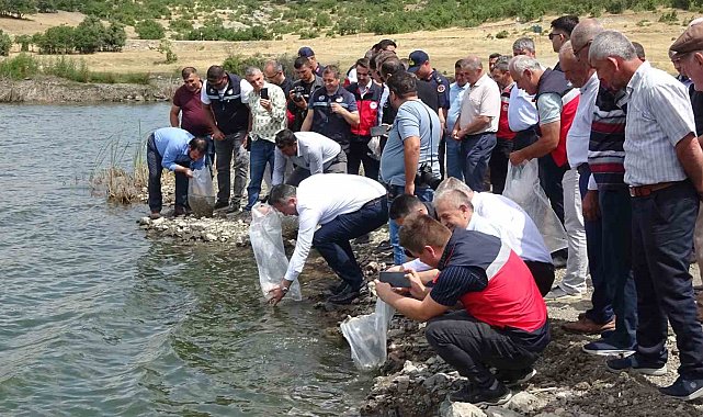 Tavşanlı göletlerine 123 bin yavru sazan bırakıldı