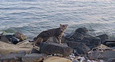 Tekirdağ sahili sıcak havada sessizliğe büründü: Sahilin yeni sahipleri kediler oldu