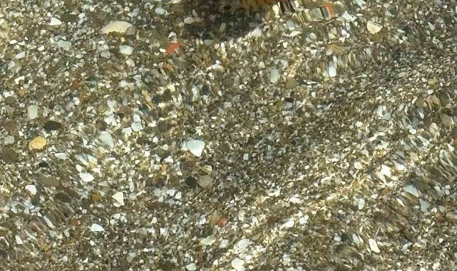 Tekirdağ sahilinde kahverengi pusula denizanaları görüldü