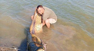 Tekirdağ'da 157 kiloluk yayın balığı yakalandı
