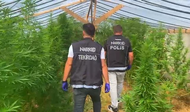 Tekirdağ'da bağ evine narkotik operasyonu: 109 kök hint keneviri ele geçirildi