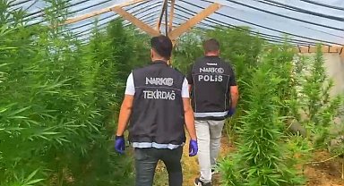 Tekirdağ'da bağ evine narkotik operasyonu: 109 kök hint keneviri ele geçirildi