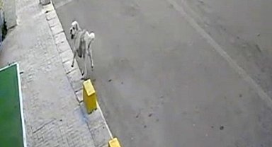 Tekirdağ'da mahallenin maskotu Yumak'a araba çarptı