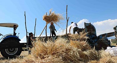 Tercan'da hububat tarlalarında hasat başladı