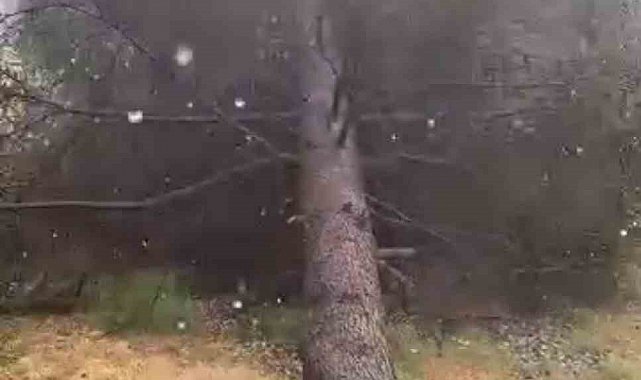 Tokat'ta fırtınada ağaçlar devrildi