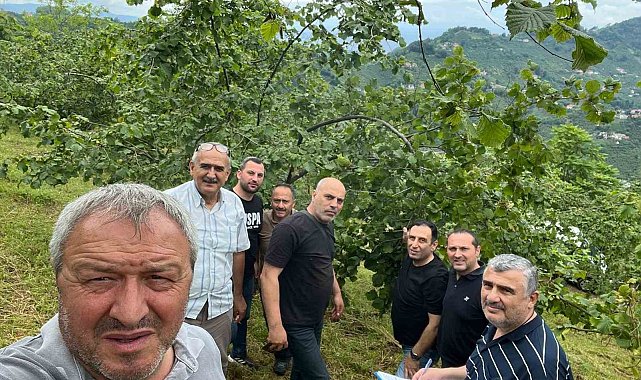 Trabzon'da fındıkta rekolte tespiti çalışmaları başladı