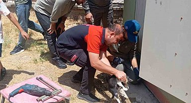 Trafo deliğine başı sıkışan kedi itfaiye ekiplerince kurtarıldı