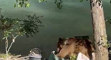 Tunceli'de bozayı piknikçilerin sofrasına misafir oldu