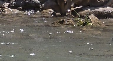 Tunceli'de koruma altındaki dağ keçileri görüntülendi