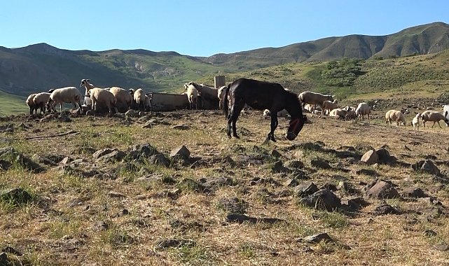 Tunceli'de üreticiler hayvan başına yaklaşık 30 TL ödeyerek yaylalardan faydalanabiliyor