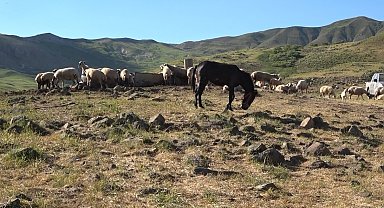 Tunceli'de üreticiler hayvan başına yaklaşık 30 TL ödeyerek yaylalardan faydalanabiliyor