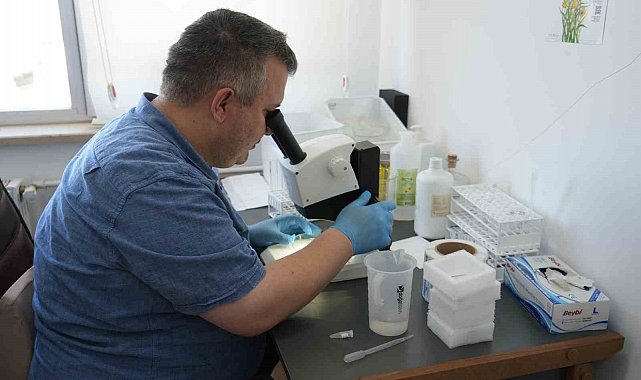 Uzmanından çekirge açıklaması: "1 ay içerisinde kaybolacaklardır"