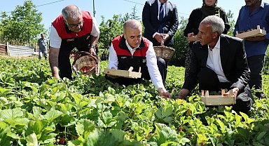 Vali Hatipoğlu, çilek hasadı yaptı
