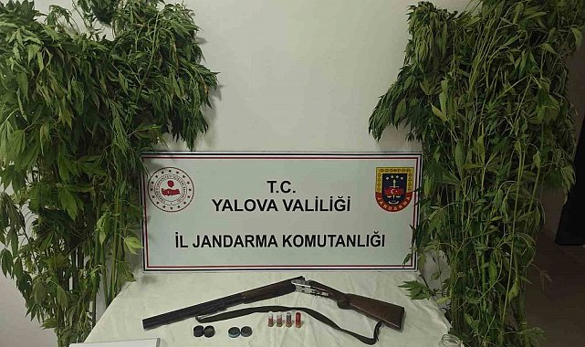 Yalova'da serada uyuşturucu operasyonu: 2 gözaltı