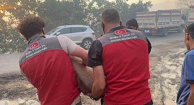 Yangın bölgesindeki hayvanlar güvenli alanlara tahliye edildi
