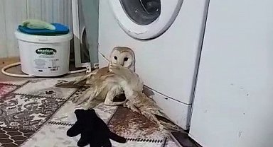 Yaralı baykuş tedavi altına alındı
