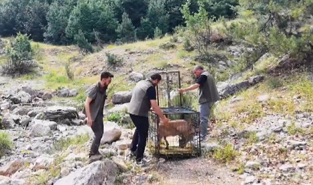 Yaralı dağ keçisi tedavisinin ardından doğaya bırakıldı