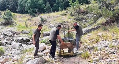 Yaralı dağ keçisi tedavisinin ardından doğaya bırakıldı