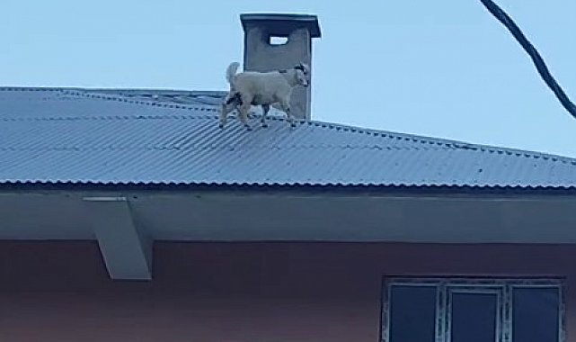 Yaramazlığın bu kadarı: Çatıya çıkan iki keçi mahalleliyi ayağa kaldırdı